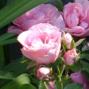 Rosa  Nagyhagymás - różowy  - róże rabatowe floribunda